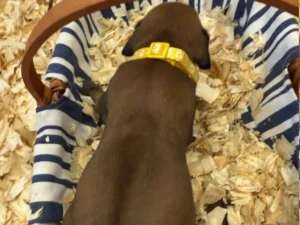 Rhodesian-Ridgeback-dog-available-Austin-scaled