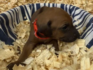 Rhodesian-Ridgeback-dog-available-Boerne-TX-scaled
