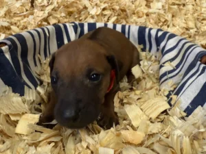 Rhodesian-Ridgeback-dog-available-Boerne-Texas-scaled