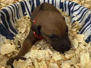 Rhodesian-Ridgeback-dog-available-Boerne-scaled