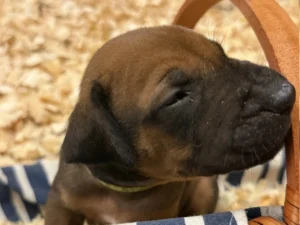 Rhodesian-Ridgeback-dog-available-Dallas-Texas-scaled
