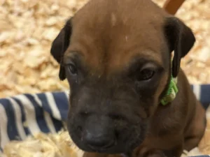 Rhodesian-Ridgeback-dog-available-Dallas-scaled