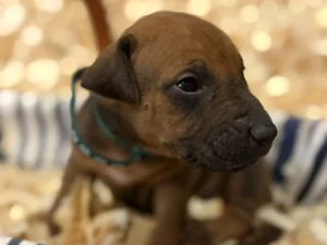 Rhodesian-Ridgeback-dog-available-Kerrville-1-scaled