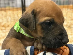 Rhodesian-Ridgeback-dog-available-OFA-certified-Austin-TX-scaled