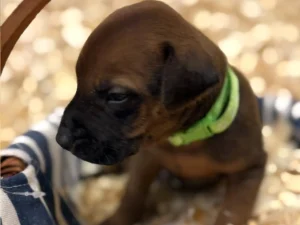 Rhodesian-Ridgeback-dog-available-OFA-certified-Austin-Texas-scaled