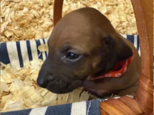 Rhodesian-Ridgeback-dog-available-OFA-certified-Boerne-TX-scaled