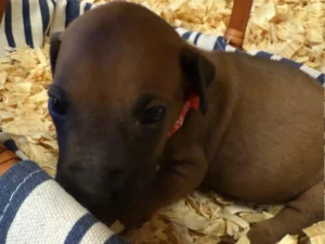 Rhodesian-Ridgeback-dog-available-OFA-certified-Boerne-Texas-scaled