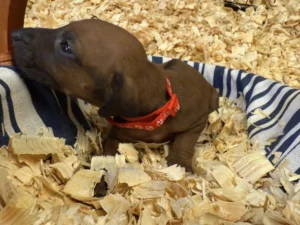 Rhodesian-Ridgeback-dog-available-OFA-certified-Boerne-scaled