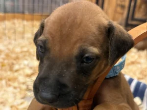Rhodesian-Ridgeback-dog-available-OFA-certified-Dallas-Texas-scaled