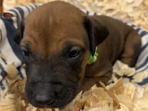 Rhodesian-Ridgeback-dog-available-OFA-certified-Dallas-scaled