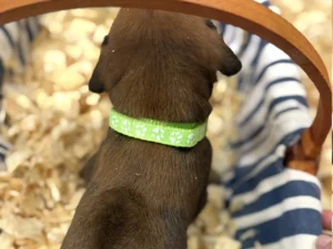 Rhodesian-Ridgeback-dog-available-champion-lines-Austin-TX-scaled