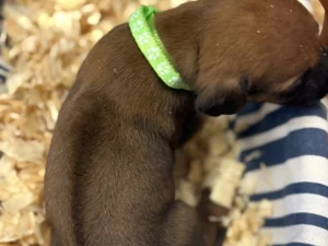 Rhodesian-Ridgeback-dog-available-champion-lines-Austin-Texas-scaled