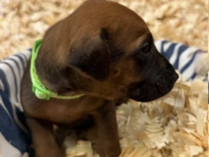 Rhodesian-Ridgeback-dog-available-champion-lines-Austin-scaled