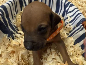 Rhodesian-Ridgeback-dog-available-champion-lines-Boerne-TX-scaled