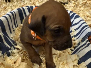 Rhodesian-Ridgeback-dog-available-champion-lines-Boerne-Texas-scaled