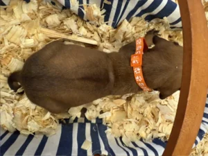 Rhodesian-Ridgeback-dog-available-champion-lines-Boerne-scaled