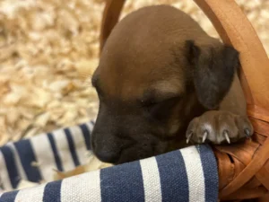 Rhodesian-Ridgeback-dog-available-champion-lines-Kerrville-TX-1-scaled