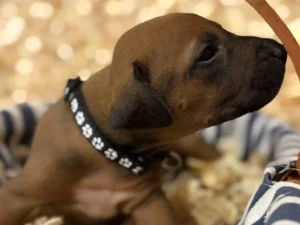 Rhodesian-Ridgeback-dog-available-champion-lines-Kerrville-Texas-1-scaled