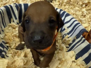 Rhodesian-Ridgeback-kennel-Dallas-scaled