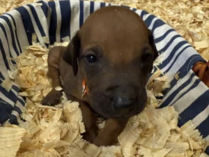 Rhodesian-Ridgeback-kennels-Dallas-scaled