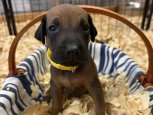 Rhodesian-Ridgeback-waitlist-open-Austin-scaled