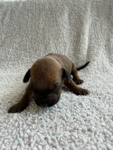 akc registered rhodesian ridgeback puppies texas
