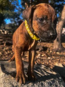 akc registered ridgeback puppies available texas 2026