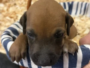 akc registered ridgeback puppies available texas