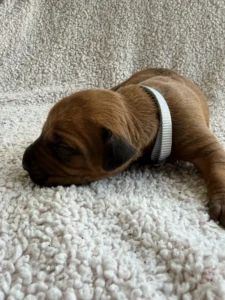 akc registered ridgeback puppies for sale