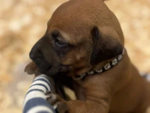 akc rhodesian ridgeback puppies texas available