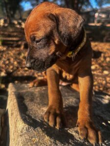 akc rhodesian ridgeback puppies texas available now