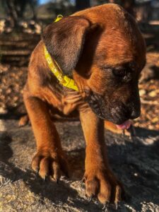 akc ridgeback puppies available for sale texas