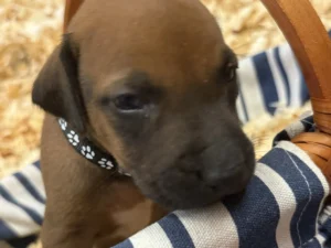 akc ridgeback puppies available for sale texas