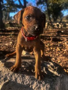 best rhodesian ridgeback puppies available texas 2026