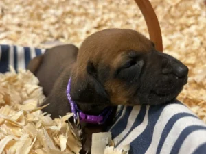 best rhodesian ridgeback puppies for sale texas