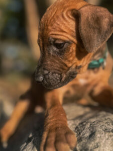current ridgeback litter puppies for sale texas