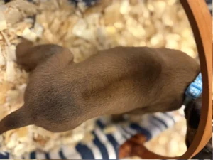 current ridgeback litter puppies for sale texas