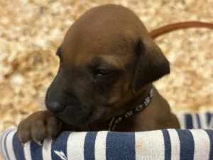dark rhodesian ridgeback puppy for sale texas