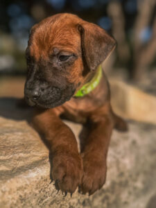 experienced rhodesian ridgeback breeder puppies texas