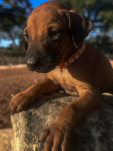 hodesian ridgeback puppies available texas akc breeder