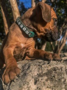 latest rhodesian ridgeback litter available now texas