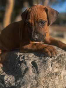 male rhodesian ridgeback puppy for sale texas