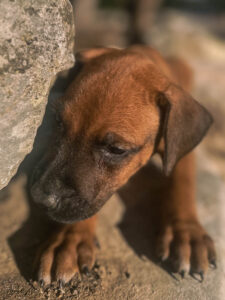male ridgeback puppies available texas 2026