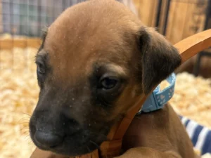 new rhodesian ridgeback litter available texas