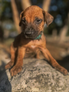 new rhodesian ridgeback litter available texas puppies