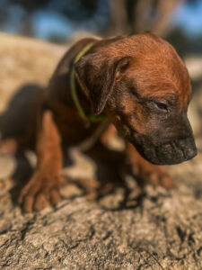 professional ridgeback breeder puppies available texas now