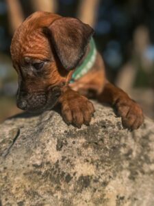 professional ridgeback breeder puppies texas available
