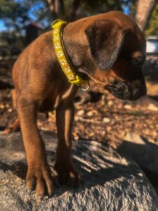 purebred rhodesian ridgeback puppies for sale texas