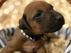 purebred ridgeback puppies available now texas