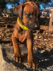 purebred ridgeback puppies available now texas breeder